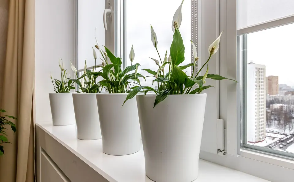 White solid surface window sill with potted plants